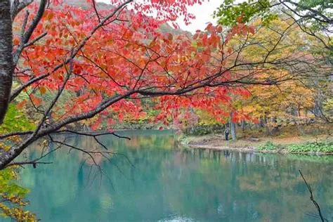  南湖公園！春は桜、秋は紅葉の彩りを楽しむことができる！